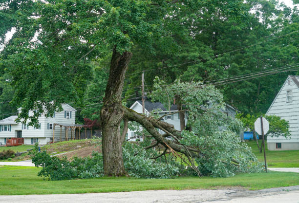  Proctor, VT Tree Removal Pros