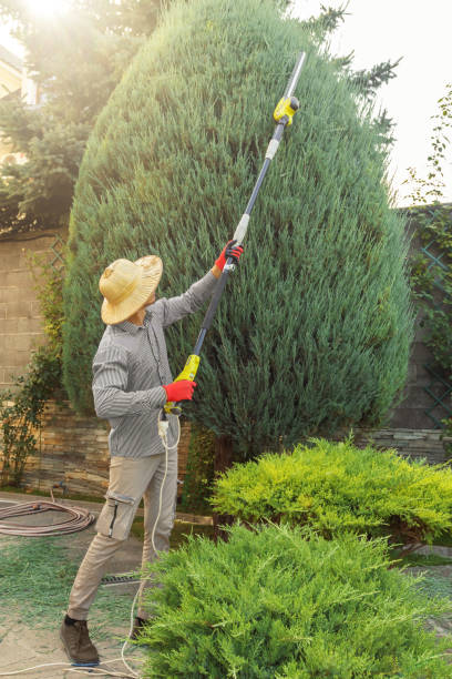 Best Palm Tree Trimming  in Proctor, VT